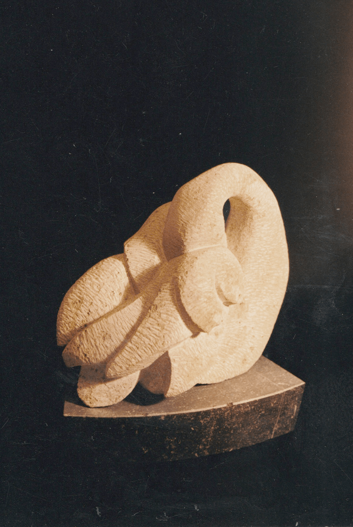 zwaan